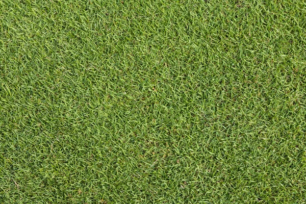 Herbe sur le terrain de golf putting green — Photo