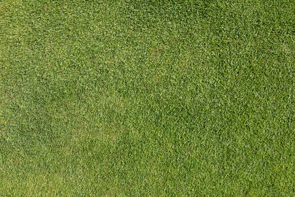 Herbe sur le terrain de golf putting green — Photo