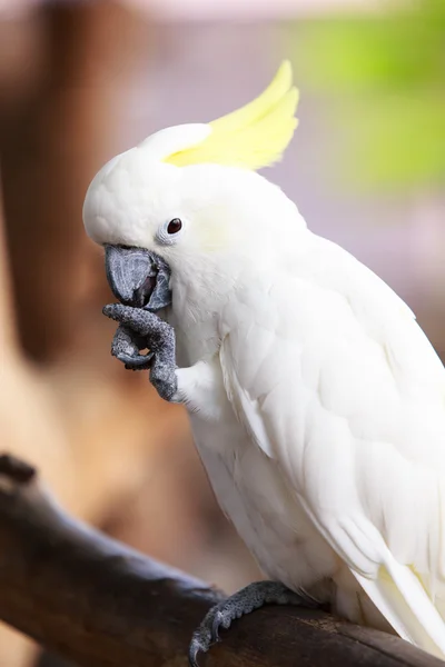 Sulphur-crested Cockatoo (Cacatua galerita) — Stock Photo, Image