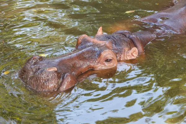 Hipopótamo (Hippopotamus amphibius) descansando en el agua — Foto de Stock