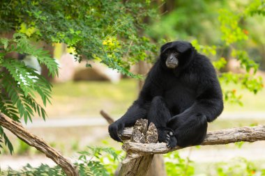Siamang (Symphalabgus syndactylus)