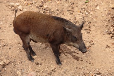 yaban domuzu (sus scrofa) ya da yaban domuzu