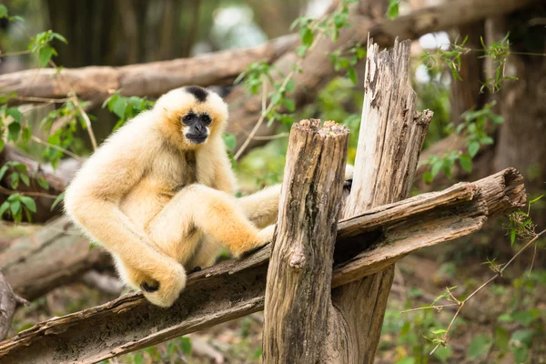 Ženské bílými tvářemi gibbon — Stock fotografie