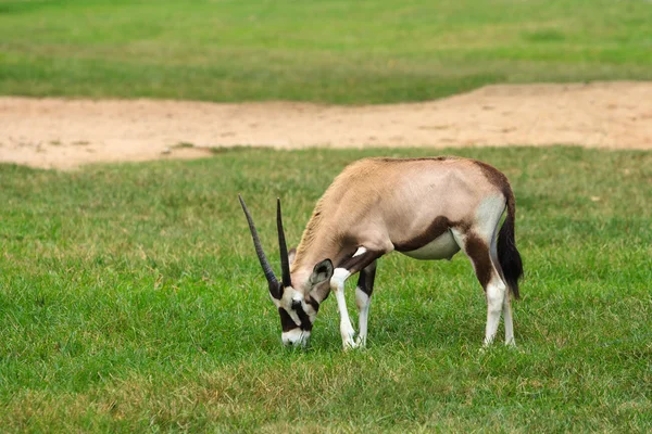 Gemsbok ou gemsbuck (Oryx gazella) mangeant de l'herbe dans un pré — Photo