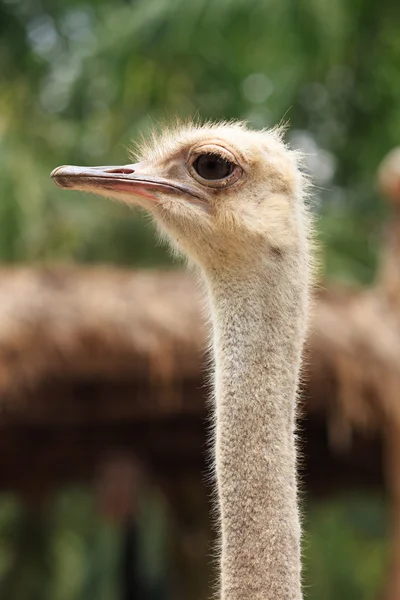 Ostrich head (Struthio camelus) watching for something — Stock Photo, Image