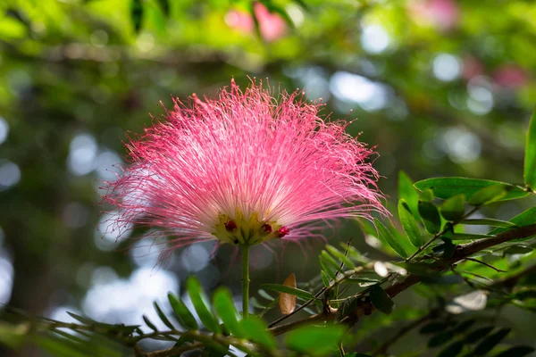 Pink Red Powderpuff (Calliandra haematocephala Hassk) — Stock Photo, Image