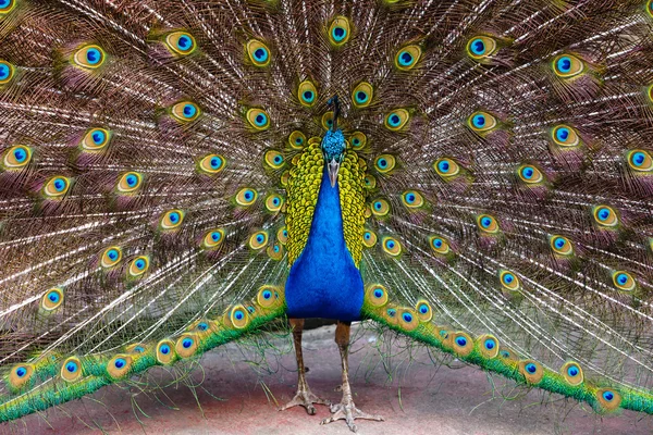 Indian peacock ( Pavo cristatus ) peafowl — Stock Photo, Image