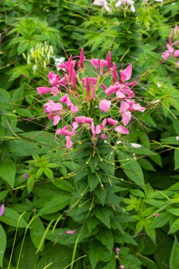 pembe cleome çiçek (örümcek çiçek)