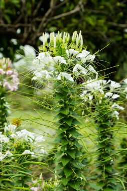 Beyaz cleome çiçek (örümcek çiçek)