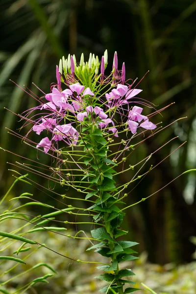 Purple cleome flower (spider flower) — Stock Photo, Image