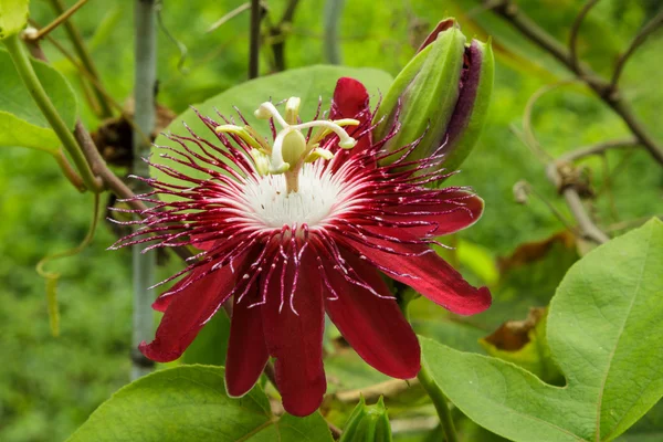 Passion flowers or passion vines (Lady Magaret)