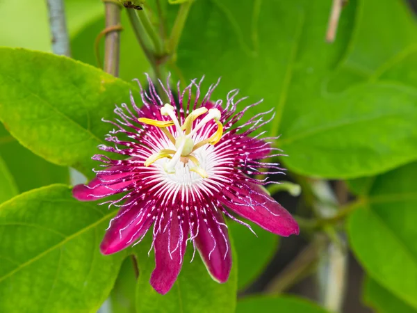 Passion flowers or passion vines (Lady Magaret) — Stock Photo, Image