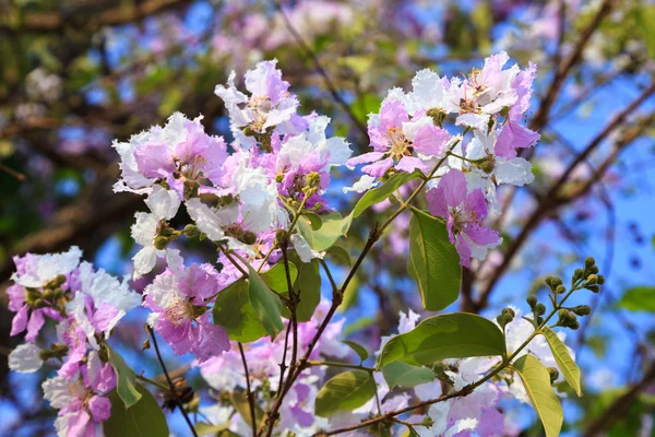 Thai crape myrtle or kedah bngor (Lagerstroemia floribunda) — Stock Photo, Image