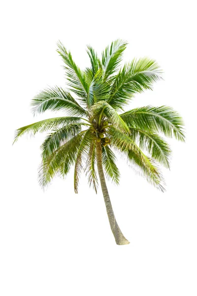Coconut Tree Palm Isolated White Background — Stock Photo, Image