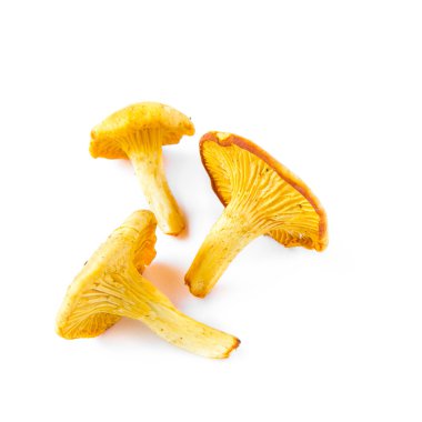 birkaç taze, çiğ chanterelles mantar, sonbaharda hasat