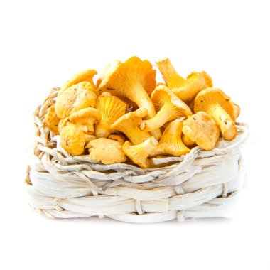 taze, çiğ chanterelles mantar sepeti, büyük hasat