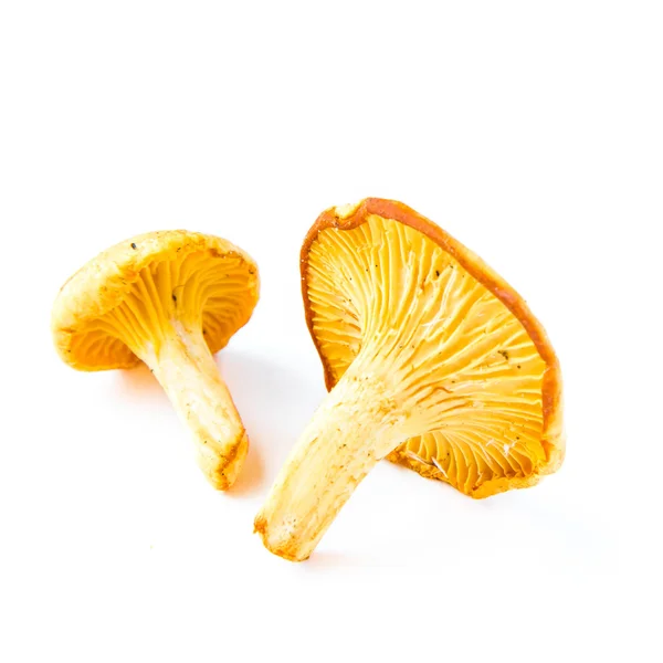 Few fresh, raw chanterelles mushrooms, autumn harvest — Stock Photo, Image