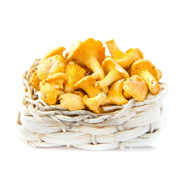 Fresh, raw chanterelles mushrooms in basket, great harvest — Stock Photo, Image