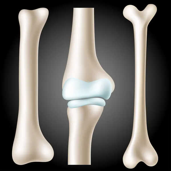 Реалистичный набор костей — стоковый вектор