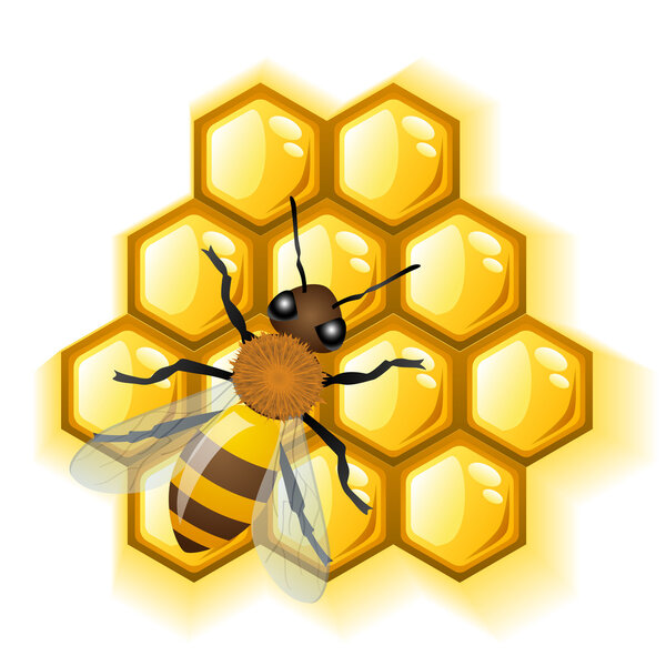 Bee with honey