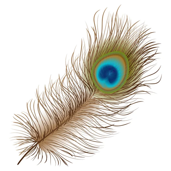 Pluma de pavo real — Archivo Imágenes Vectoriales