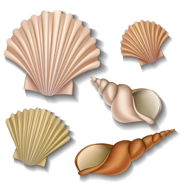 Shell set — Stock Vector