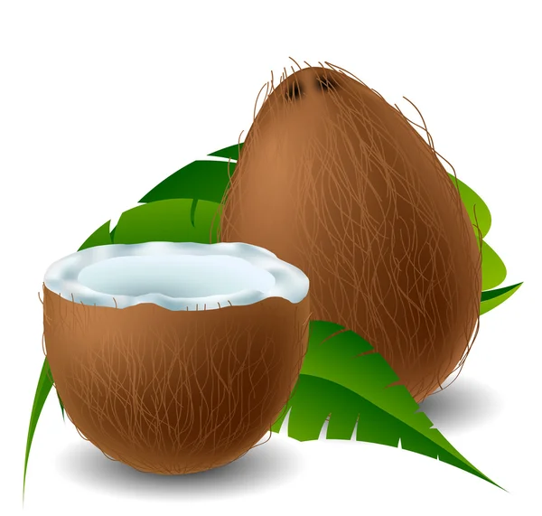 Kokosový — Stockový vektor