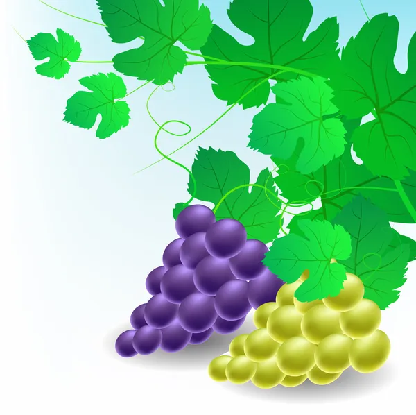 Decoração de canto com uvas Gráficos De Vetores