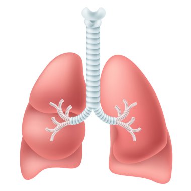 Human lung clipart