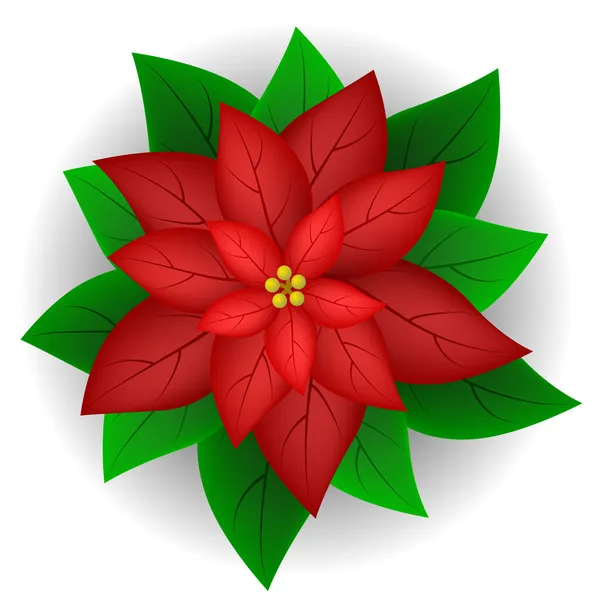 Flor de Poinsettia — Vector de stock