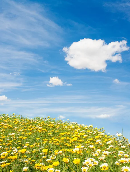 Vilda blommors fält — Stockfoto