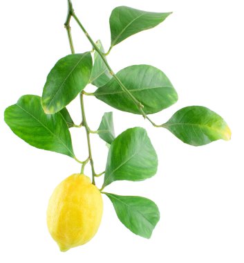Yapraklı bir dalda limon