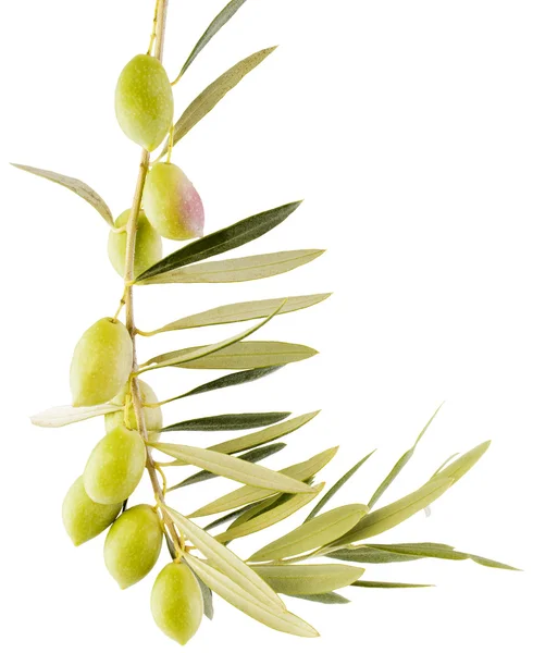 Olives on a branch — Stock Photo, Image