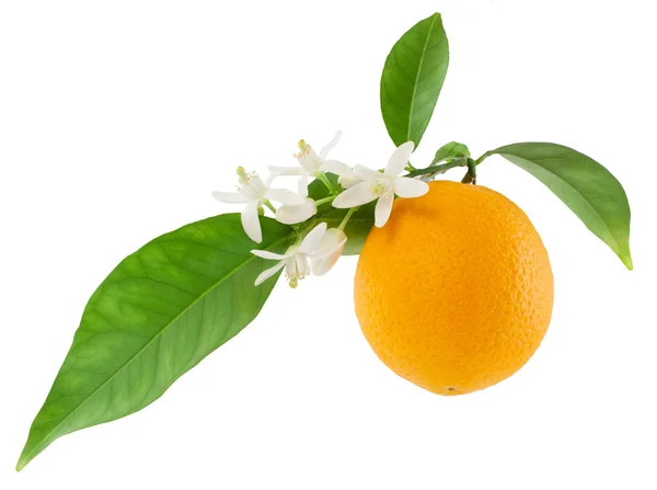 Orange on a branch with leaves and a flowers — Stock Photo, Image