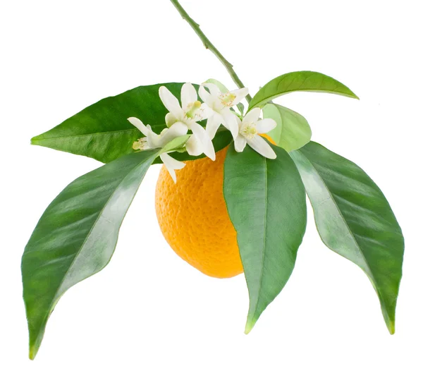 Laranja e flor — Fotografia de Stock