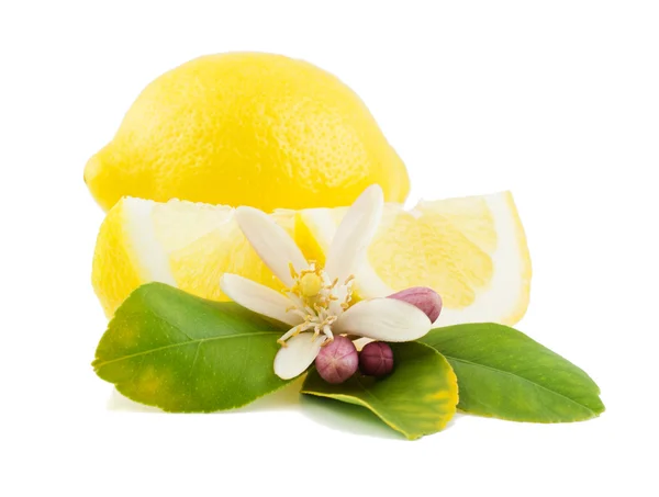 Citron och blomma — Stockfoto