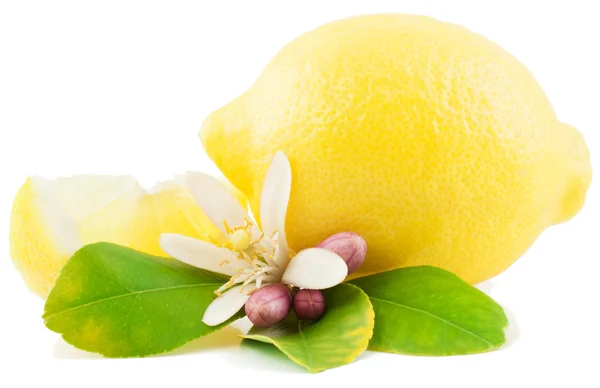 Lemon and flower — Stock Photo, Image