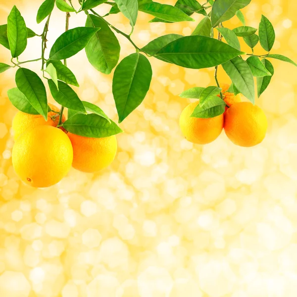 Oranges on a solar background — Stock Photo, Image