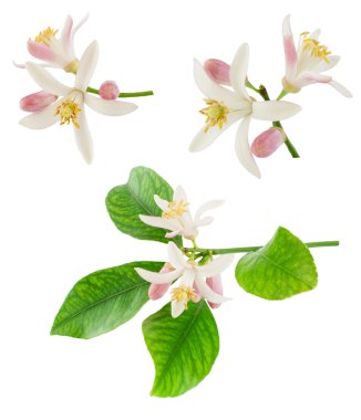 Blossoming branches of a lemon tree clipart