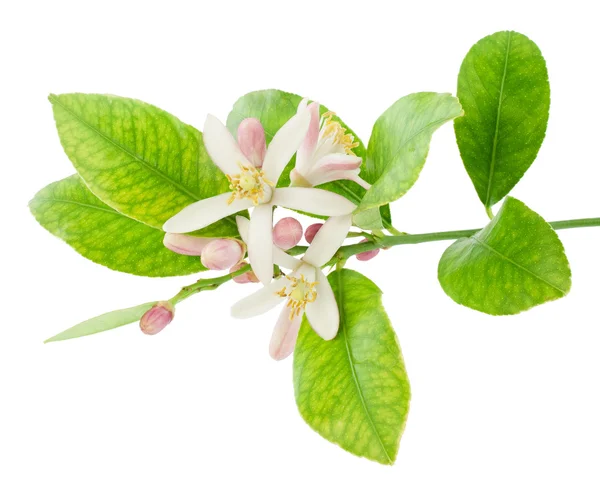 çiçekli bir limon ağacı dalı
