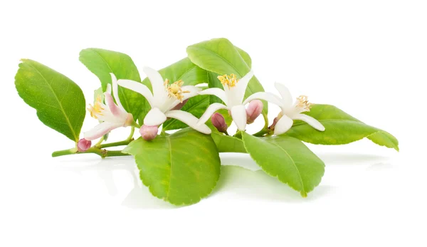 Ramo di un albero di limone con fiori — Foto Stock