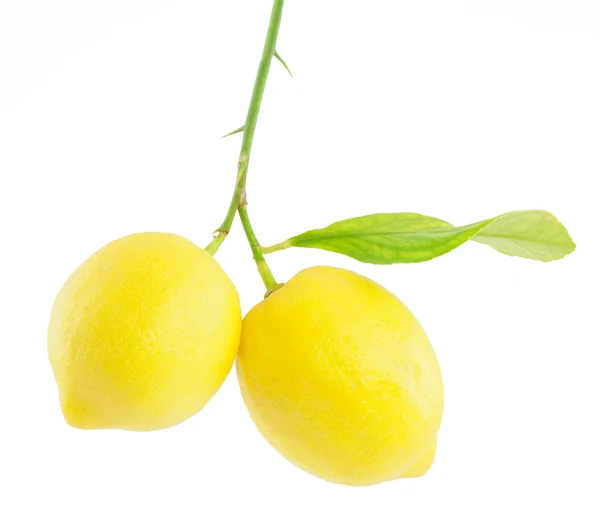 잎에 레몬 — 스톡 사진