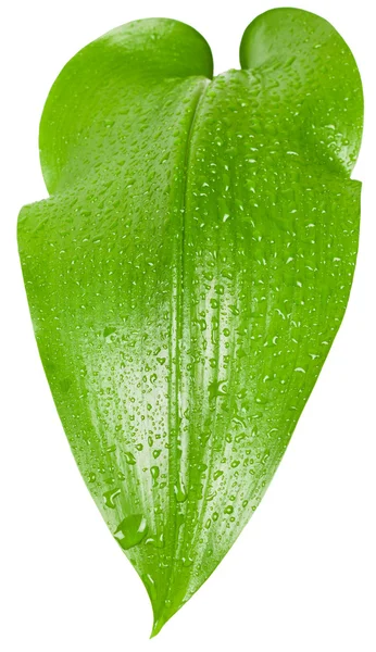 Hoja verde con gotitas de lluvia — Foto de Stock