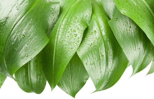 Zelené listy s kapkami vody — Stock fotografie