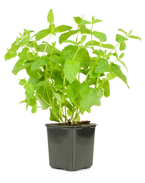 Mint in a pot — Stock Photo, Image