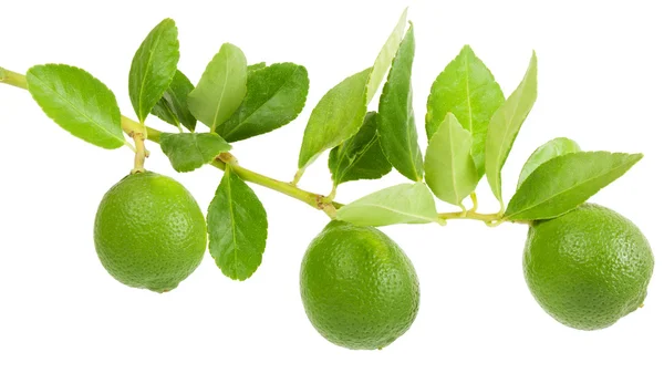 Lime op een tak — Stockfoto