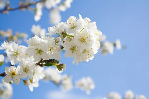 Trauben von Pflaumenblüten — Stockfoto