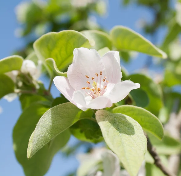 Bir Ayva ağacı çiçek — Stok fotoğraf