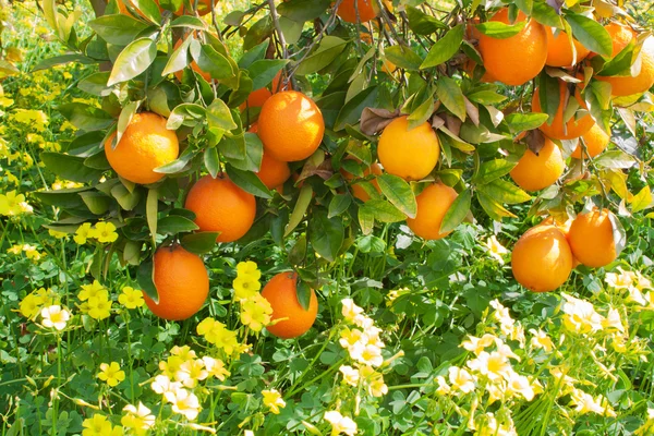 Les oranges matures pendent sur les branches — Photo