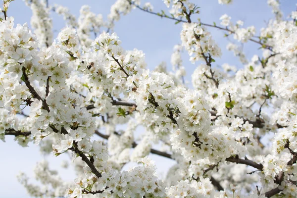 Bunches of plum blossom — Stock Photo, Image